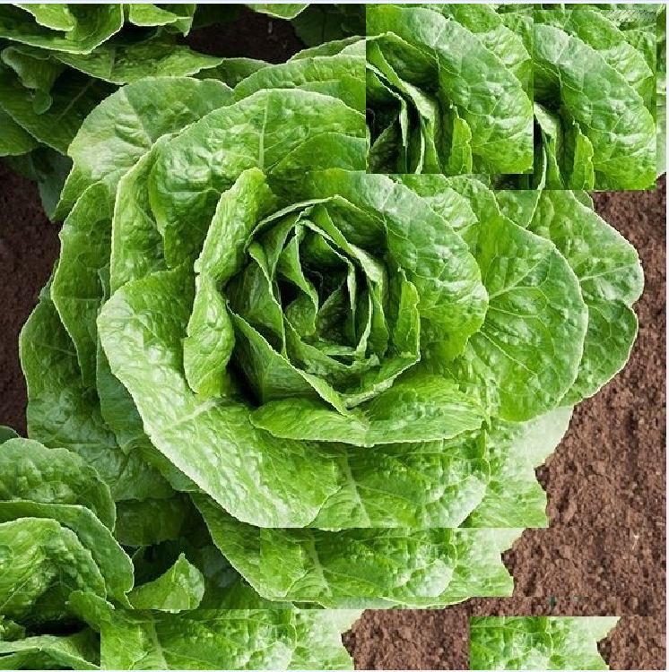 Hạt giống xà lách Romain xanh - 0.2gr/gói