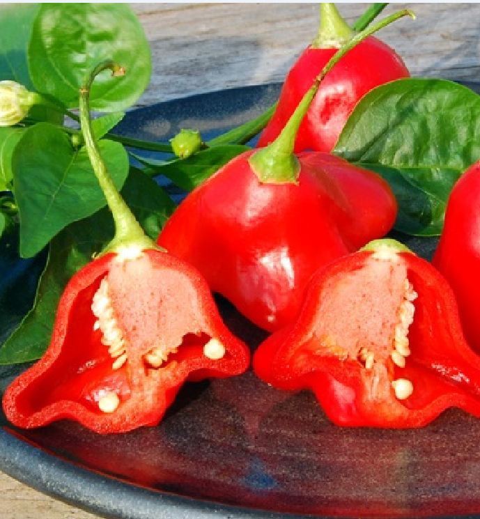 Hạt giống ớt chuông gió ( ớt hoa hồng ) 20 hạt/gói