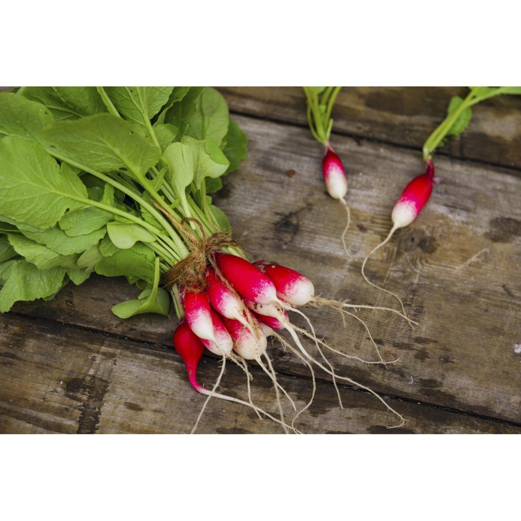 Hạt giống củ cải dài đỏ - Gói 2gram