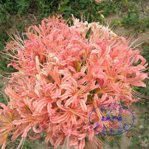 Củ giống hoa bỉ ngạn hoa màu hồng ( 1 củ + 1 viên nén xơ dừa ươm củ )