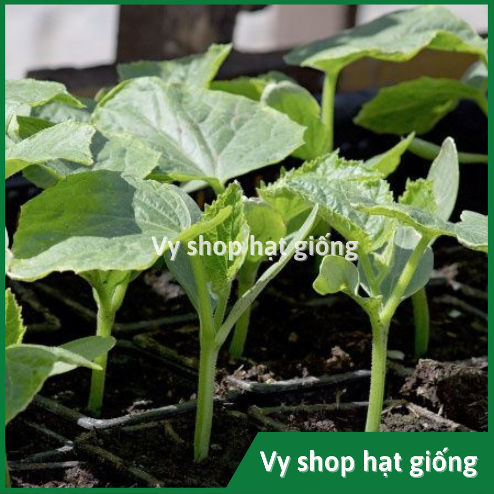Hạt giống dưa chuột (dưa leo) baby Thái Lan gói 20 hạt
