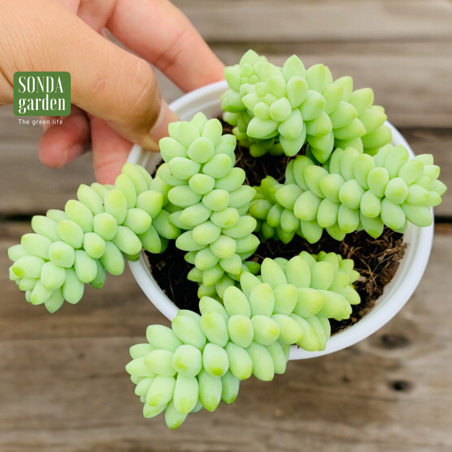 SEN ĐÁ CHUỖI NGỌC BI SIZE TRUNG BÌNH LỖI 1 ĐỔI 1