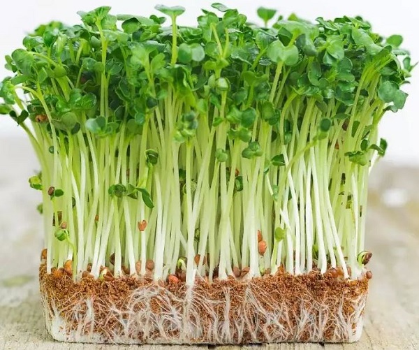 Hạt giống rau mầm cải ngọt - ngon giòn - gói 50gr