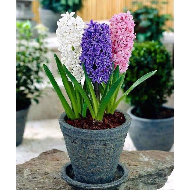 Củ hoa tiên ông(1 củ) HOA TẾT