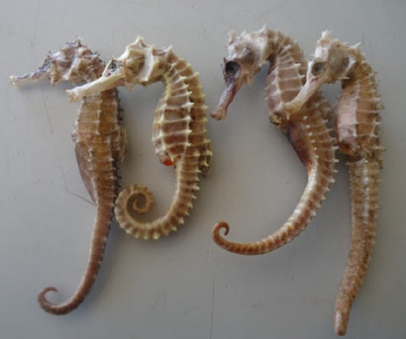 CÁ NGỰA KHÔ SIZE TỪ 11cm - 12cm