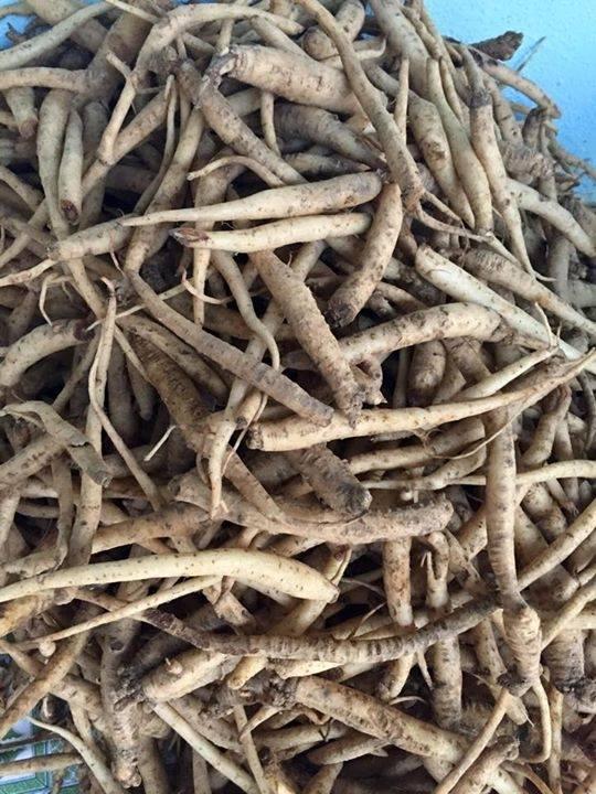 Đẳng sâm - Sâm dây ngọc linh -  TƯƠI SÂM NÚI CAO CẤP