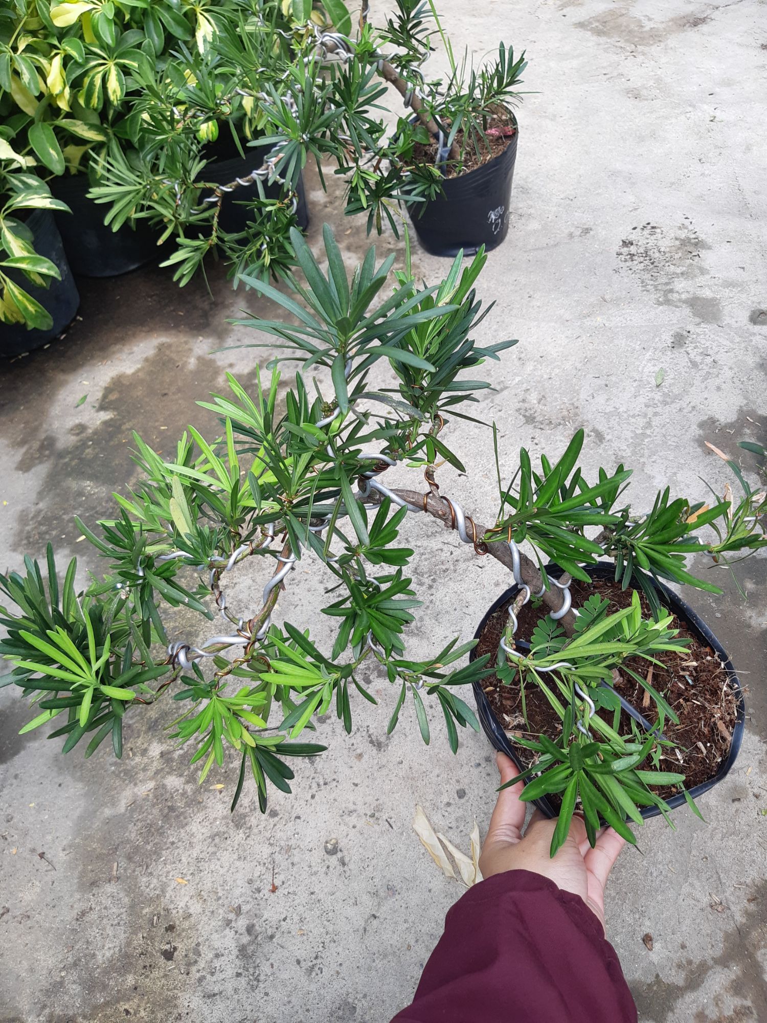 tùng lá hán bonsai cao 50 ~70cm