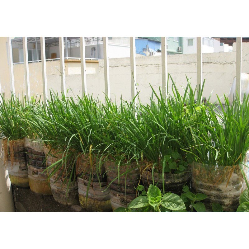 Hạt Giống Hẹ Cao Sản PhuNongSeeds - 2g