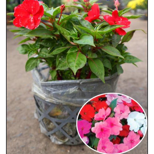 Chậu cây mai dạ thảo, mai địa thảo - Trang Flower