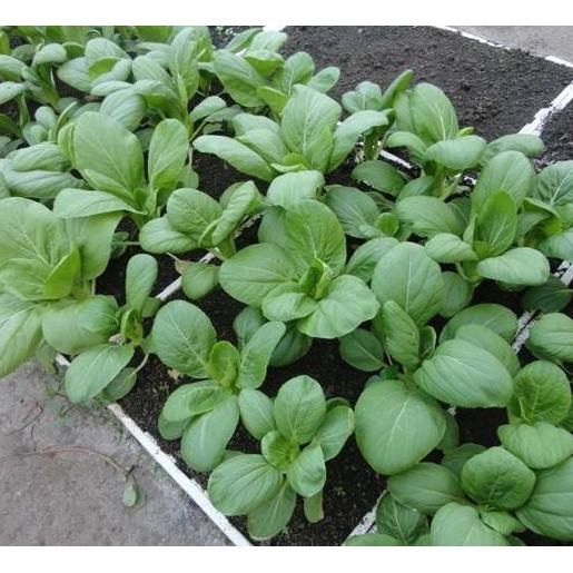 Hạt Giống Cải Thìa Cao Sản gói 20gr hat giong rau sach thuy canh Nongnghiepxanh