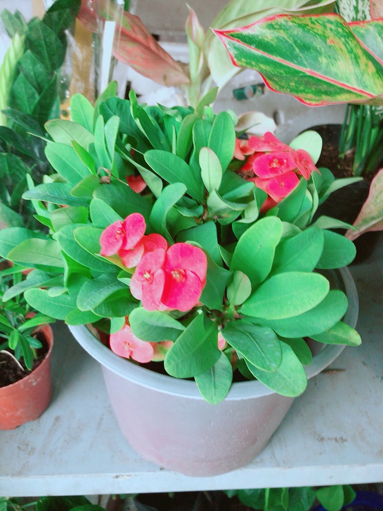Chậu Xương Rồng Bát Tiên