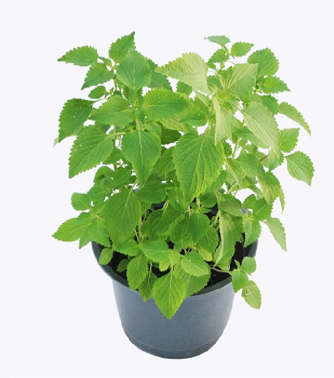 Hạt Giống Rau Kinh Giới - 2gram/gói - VTNN2