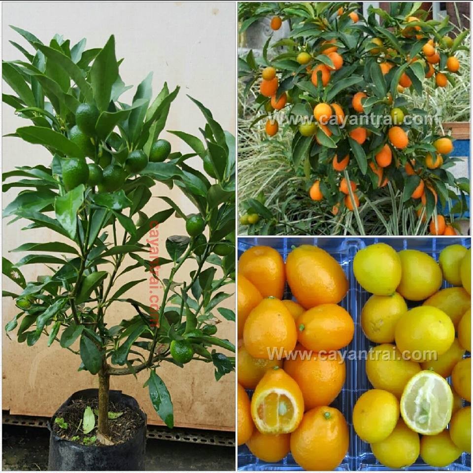 cây giống quất ngọt