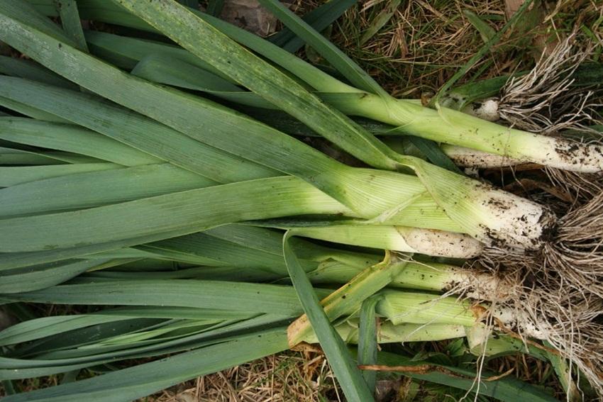 Hạt giống rau tỏi tây