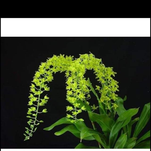 Vũ nữ hoàng hậu xanh
