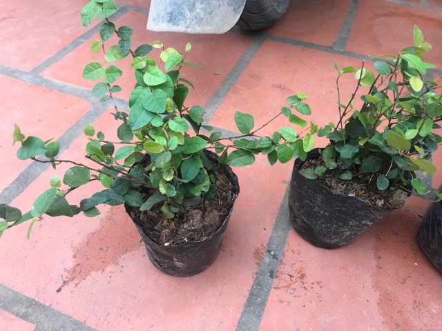 Cây thằn lằn bò leo tường (cây vẩy ốc)