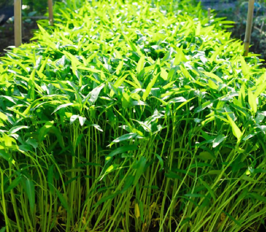Hạt giống rau muống -gói 20 gram(tặng kèm phân bón)
