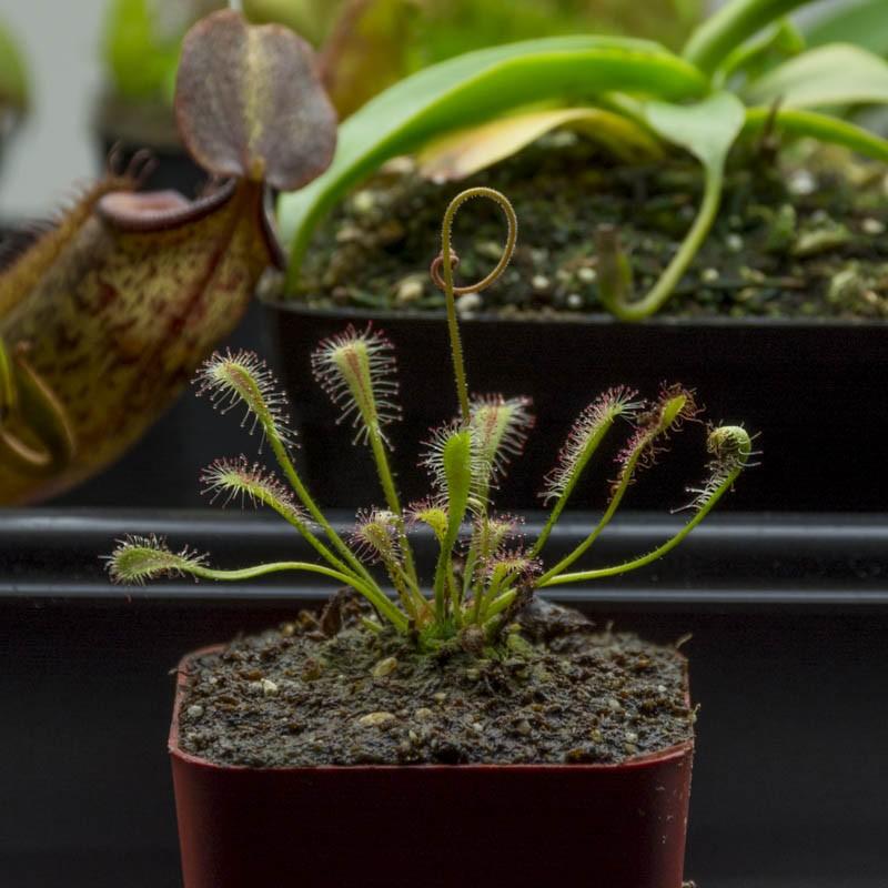 Sundew Seeds - Sale Off