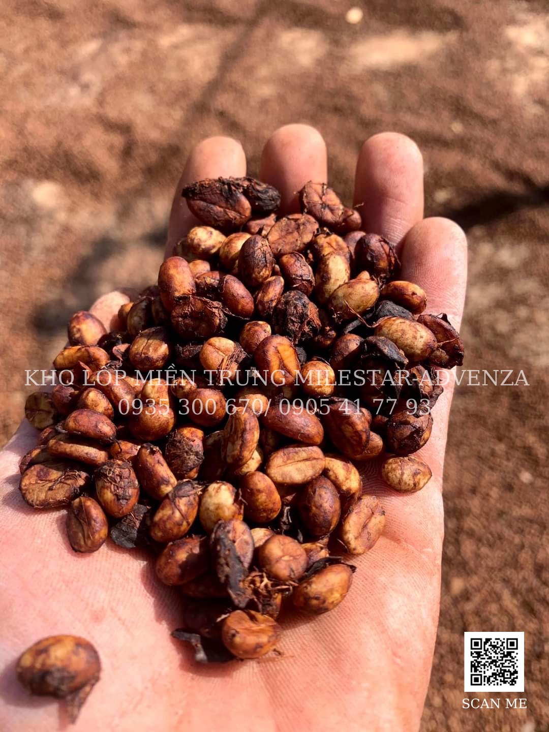 TÚI THƠM HẠT CÀ PHÊ ROBUSTA TREO XE 100G