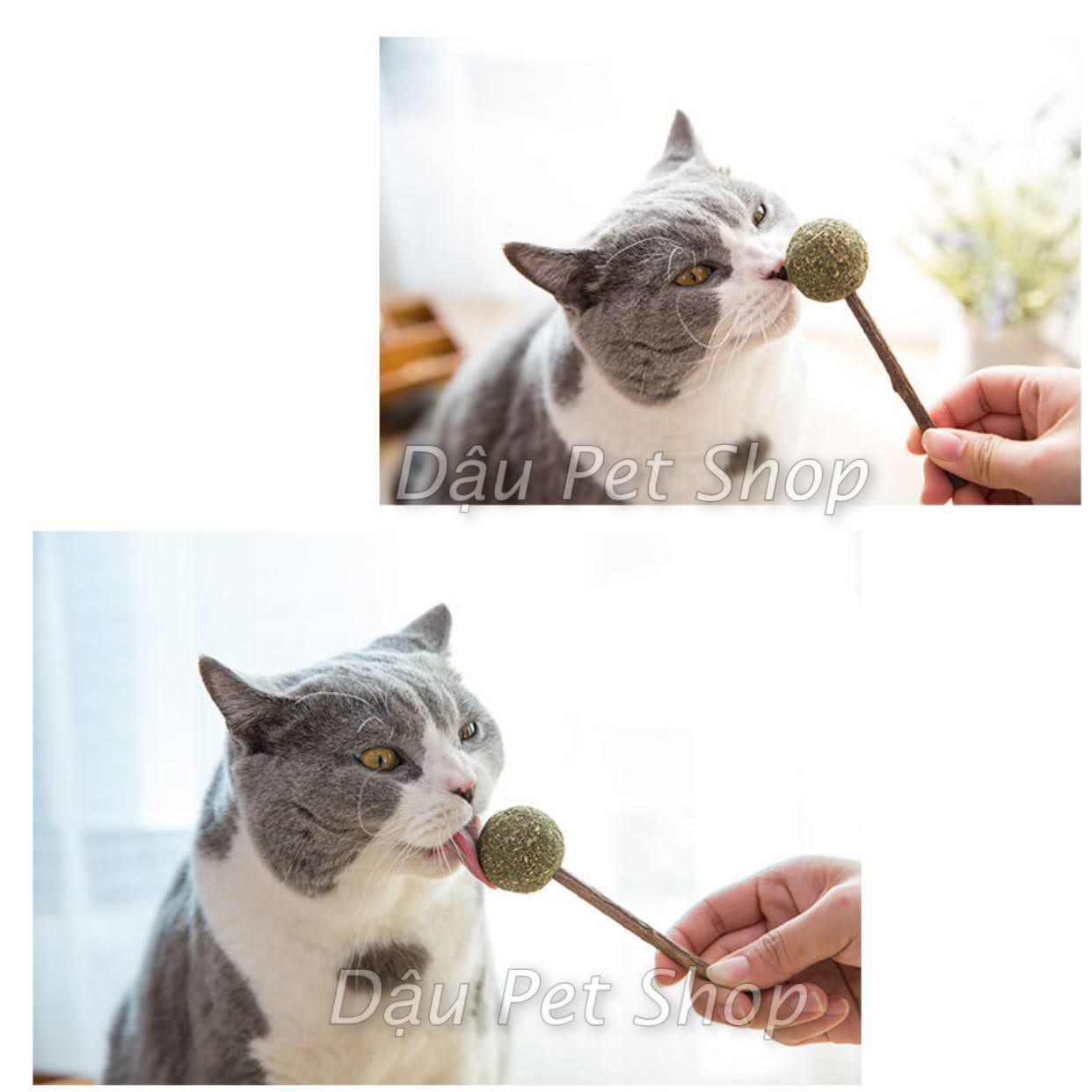 Kẹo mút catnip cho mèo
