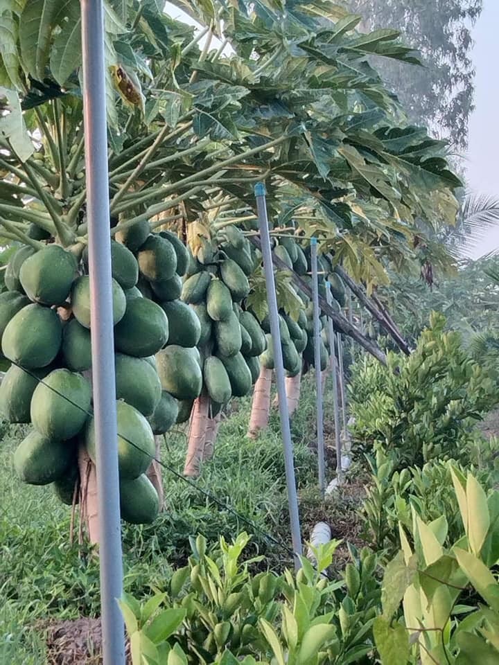 Hạt Giống Đu đủ ruột vàng Long An (10 hạt)
