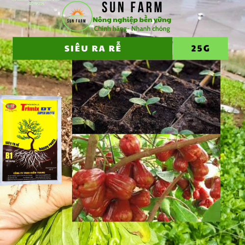 Siêu ra rễ kích rễ 25g