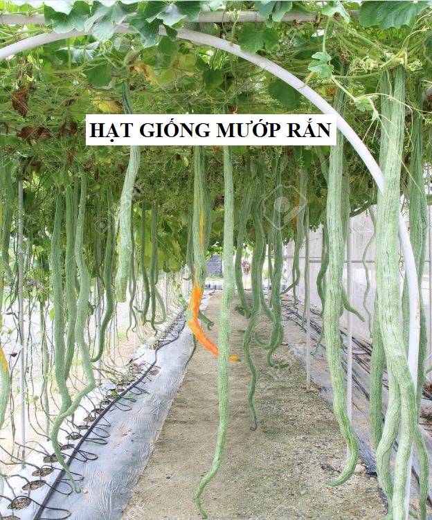 Snake Melon Seeds (Japanese Snake Melon) Long Fruit - 5 Seeds/Pack