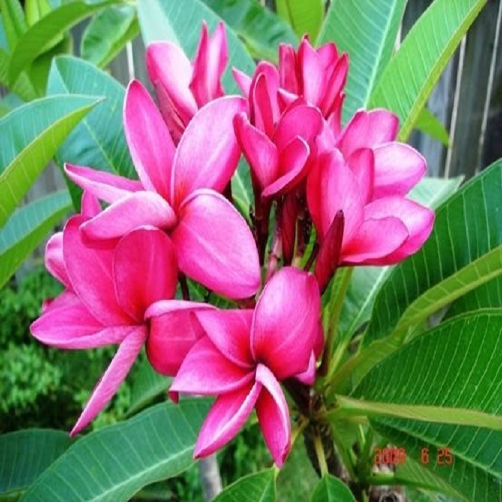 BẦU GIỐNG CÂY HOA ĐẠI ĐỎ