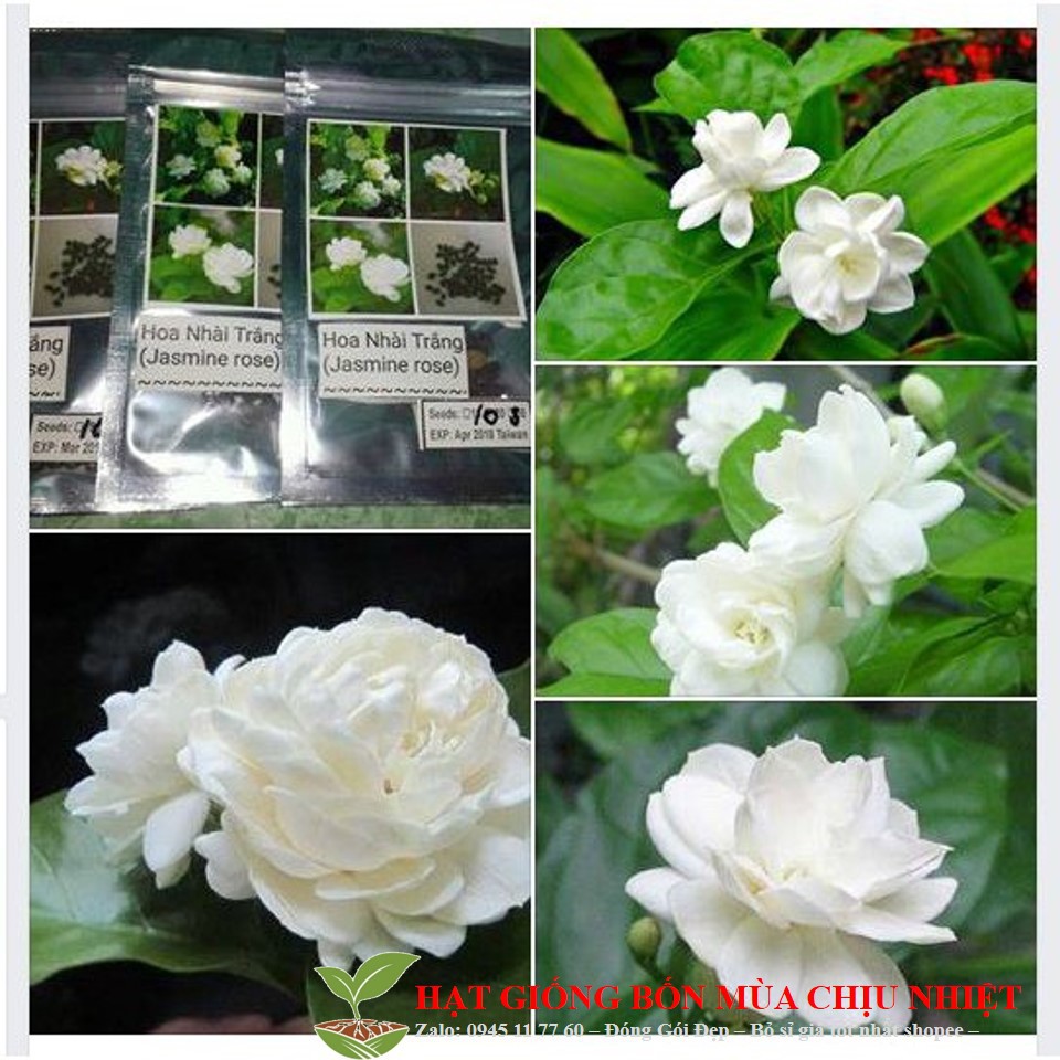 Mj205 gói 20 hạt giống hoa nhài thơm ướp trà đến mùa trồng tết