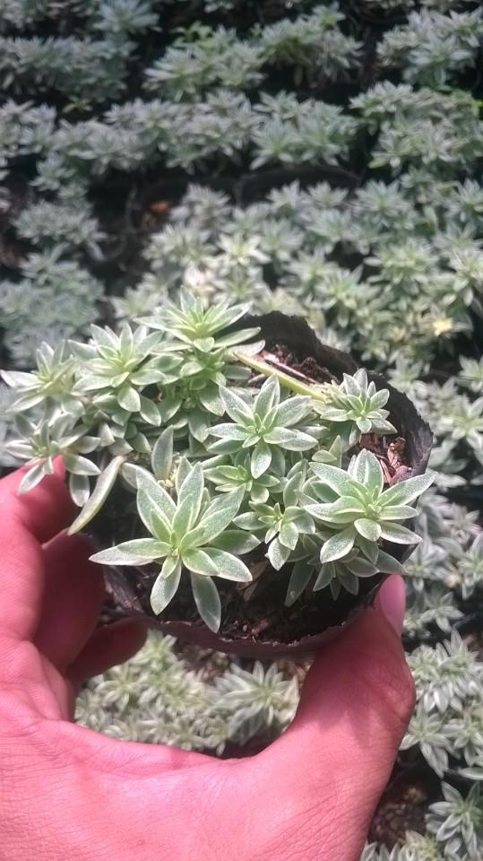 Sen Đá Sedum Cỏ Trắng
