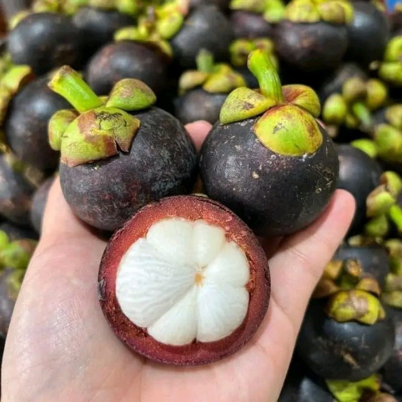 cây Măng Cụt Thái Ghép,