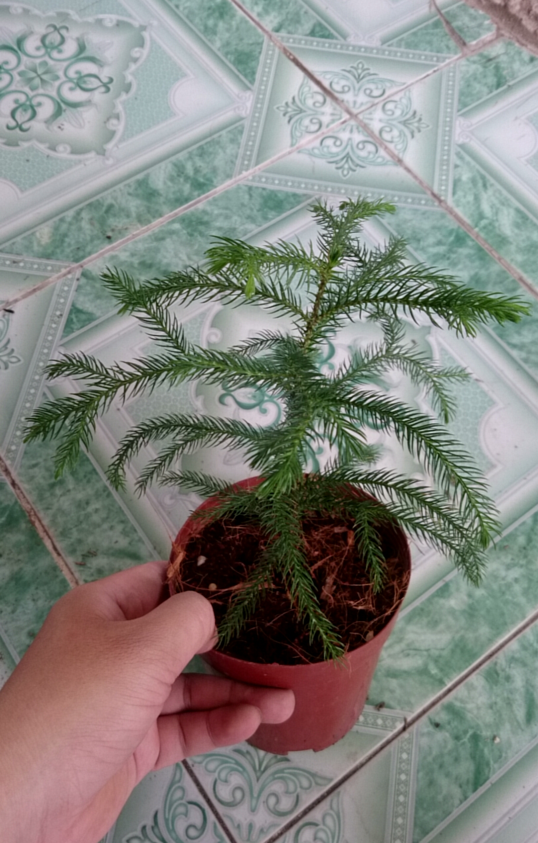 Cây Tùng Kim - Cây cảnh mini để bàn