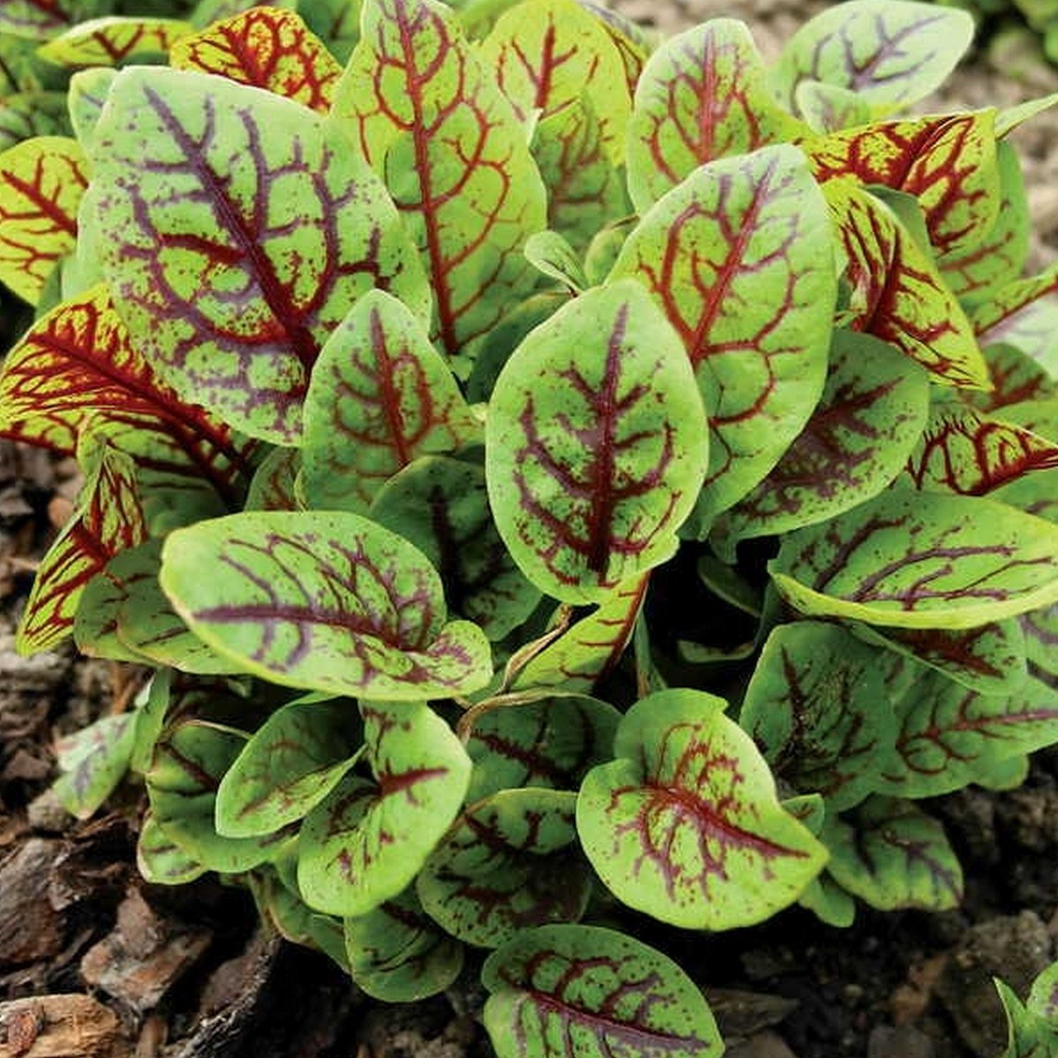 Hạt giống rau chua sorrel red vein gân đỏ (gói 50 hạt)