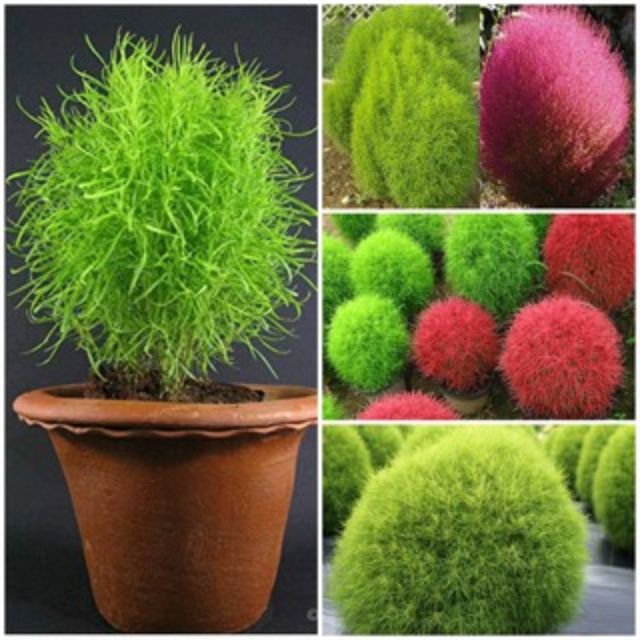 Hạt giống cỏ đổi màu - 50 hạt