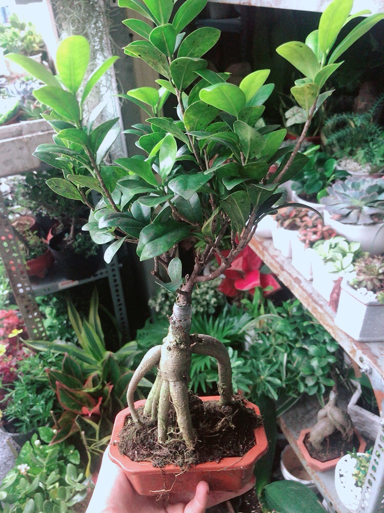 Chậu Cây Si Bonsai