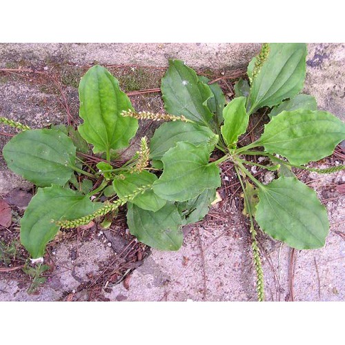 Hạt giống Rau Mã Đề Phú Nông 2gram