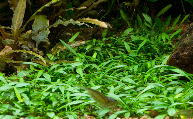 TIÊU THẢO PARVA (CHẬU TRÒN)(CRYPTOCORYNE PARVA)