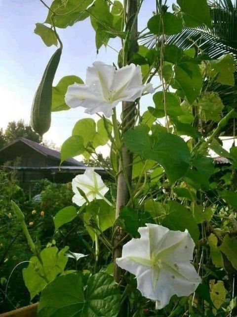Hạt Giống Rau Chom Chan Thái Lan