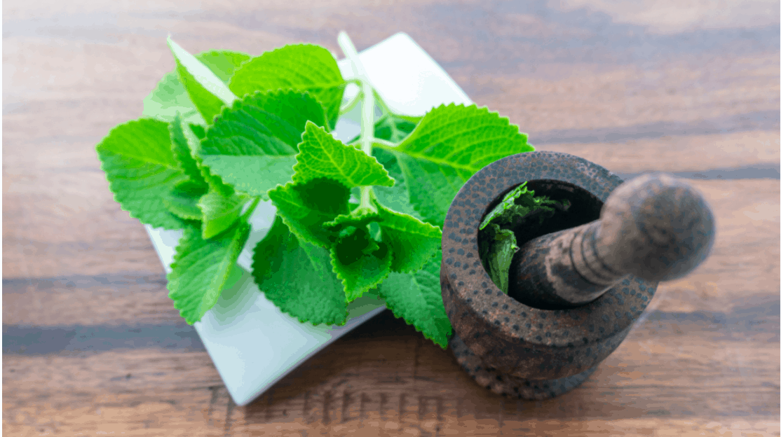 Cây giống rau tần dày lá (húng chanh)