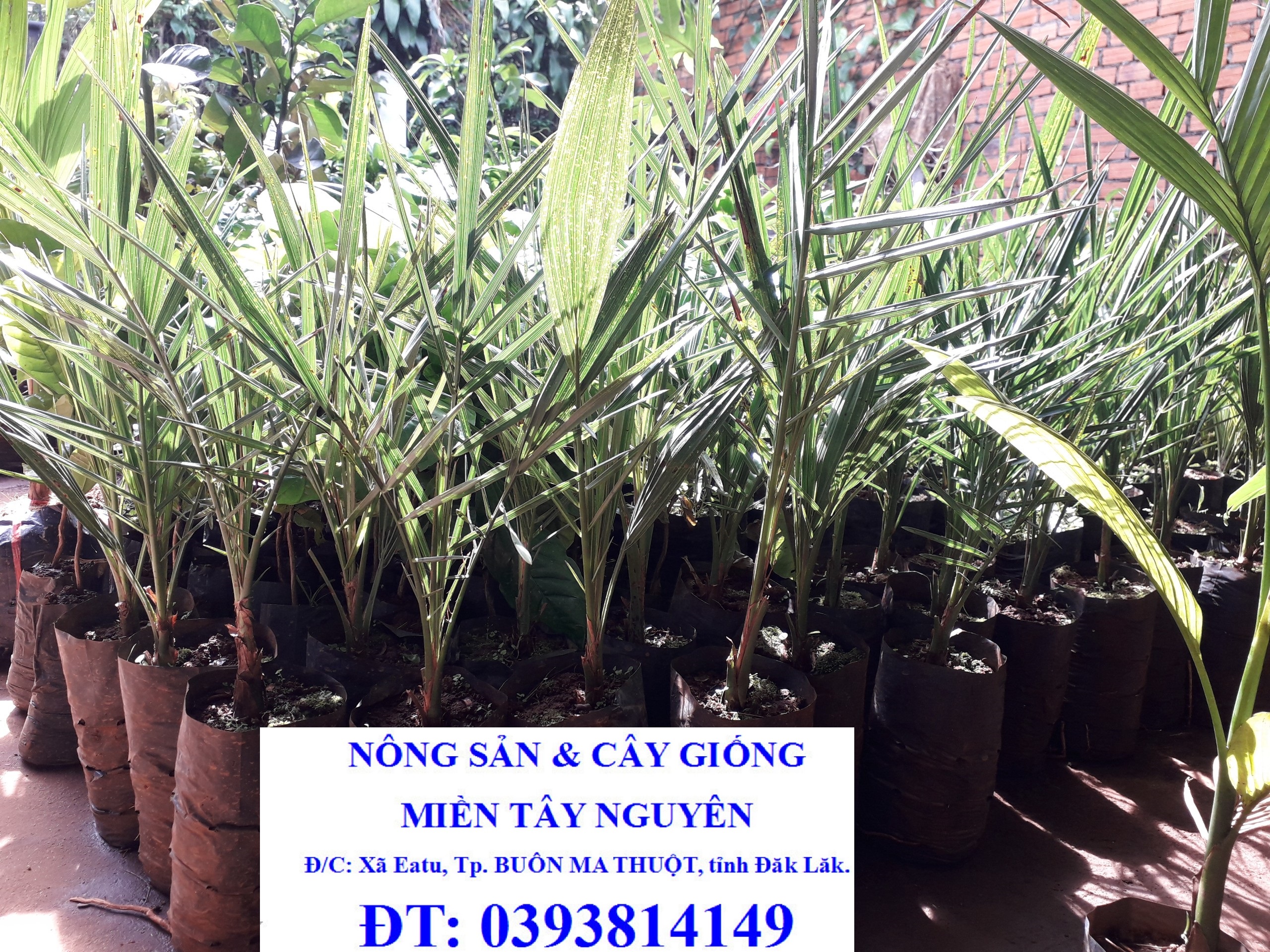 Cây giống chà là dubai [ loại chà là quý tộc - cây đang ra lá thật ] [ ghn express ]