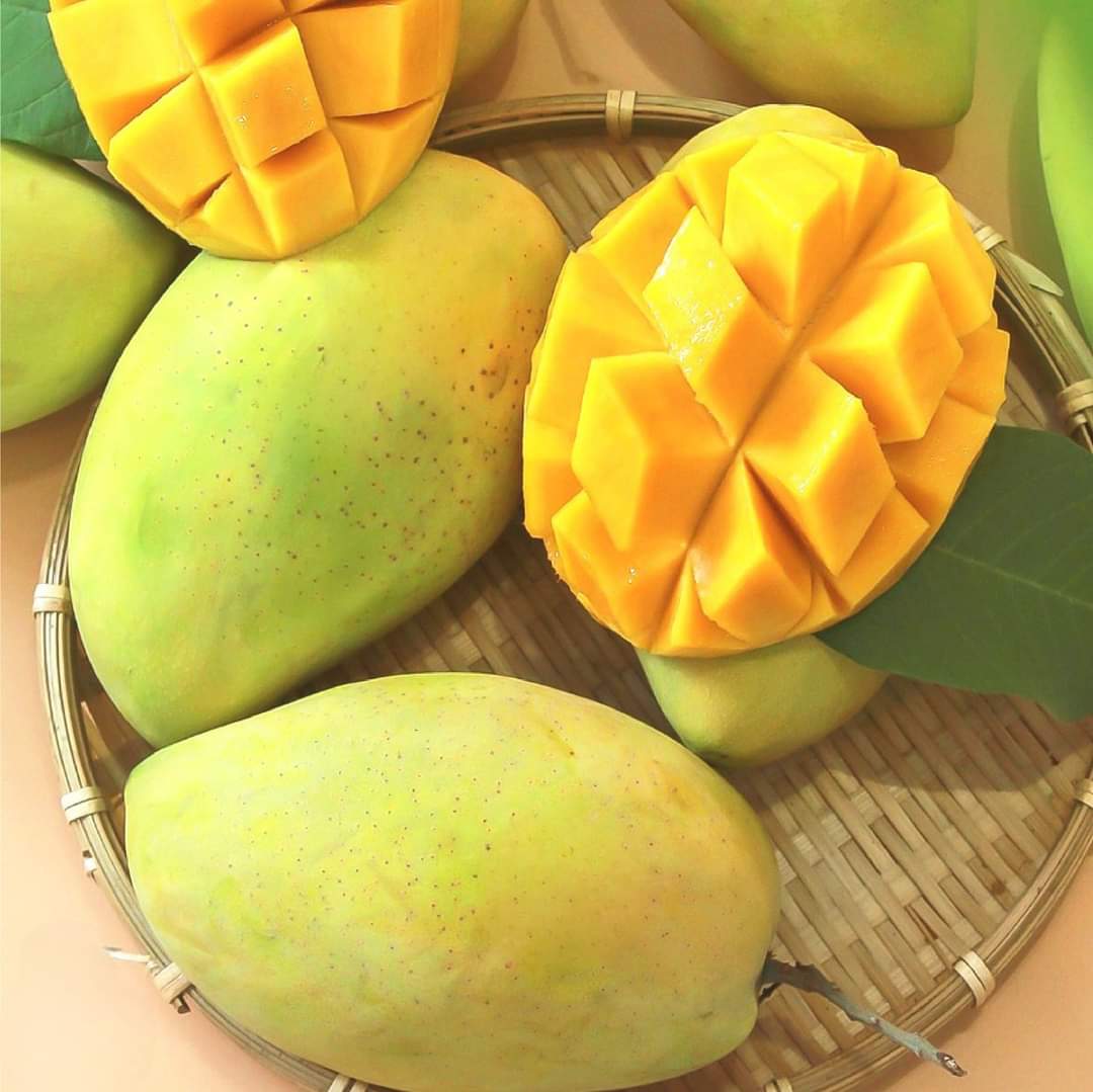 CÂY XOÀI CÁT HÒA LỘC