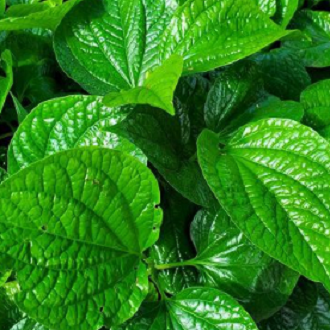 Hạt giống cây lá lốt - gói 10 hạt