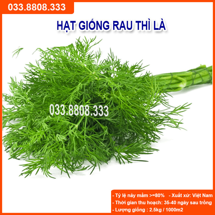 Hạt giống rau thì là - dễ trồng dễ chăm