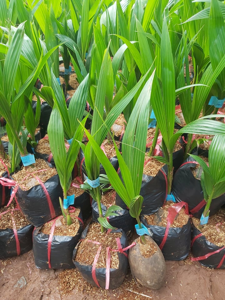 Cây giống Dừa Sáp Đặc ruột [ Giống dừa lùn cao sản 24 THÁNG THU HOẠCH].