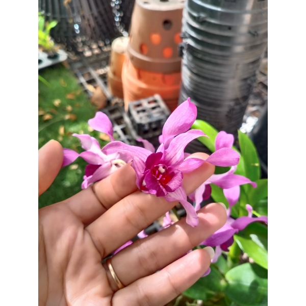 Dendro nắng Lưỡi Bò Tím - Cây tơ sắp cho hoa