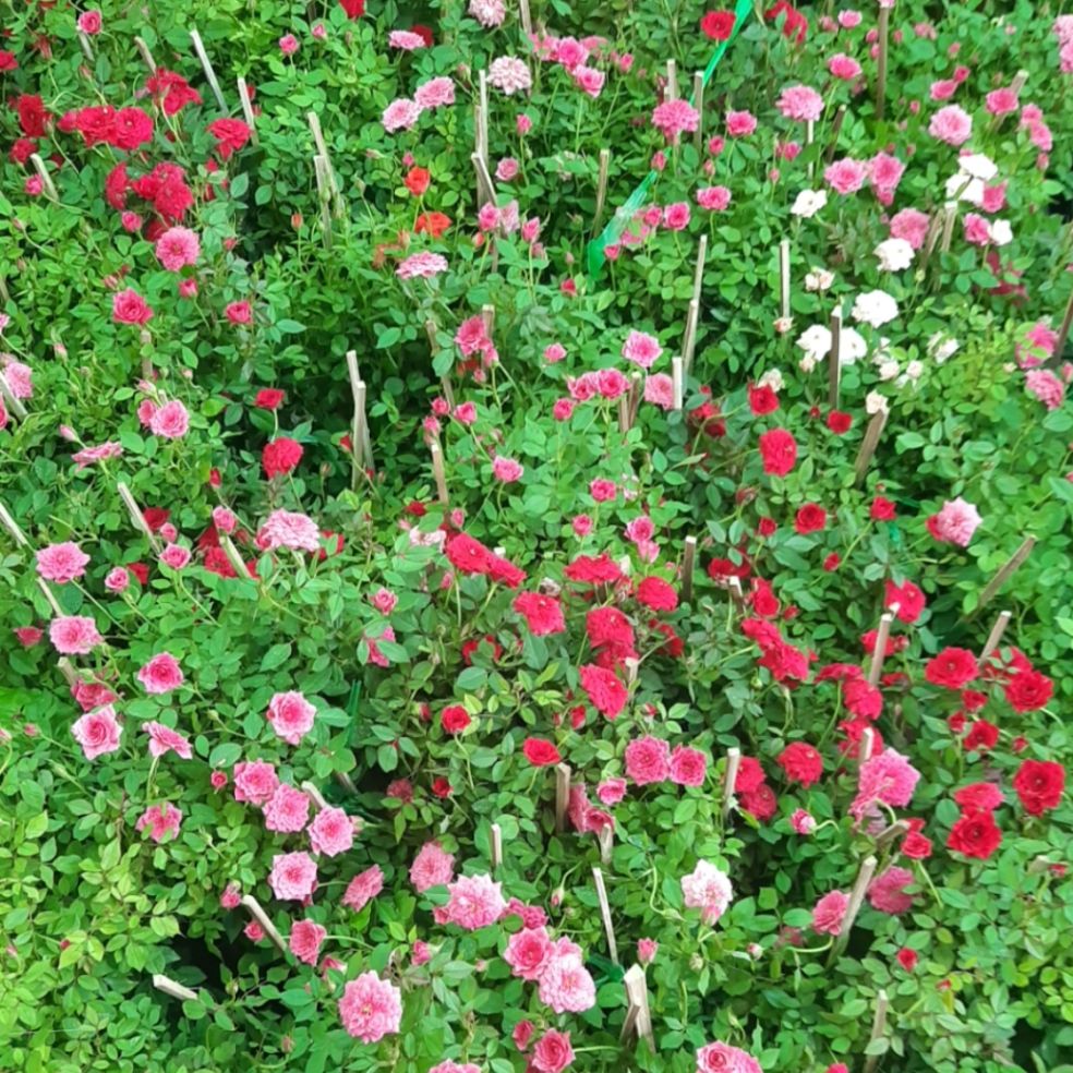 Cây Hồng Tỉ Muội