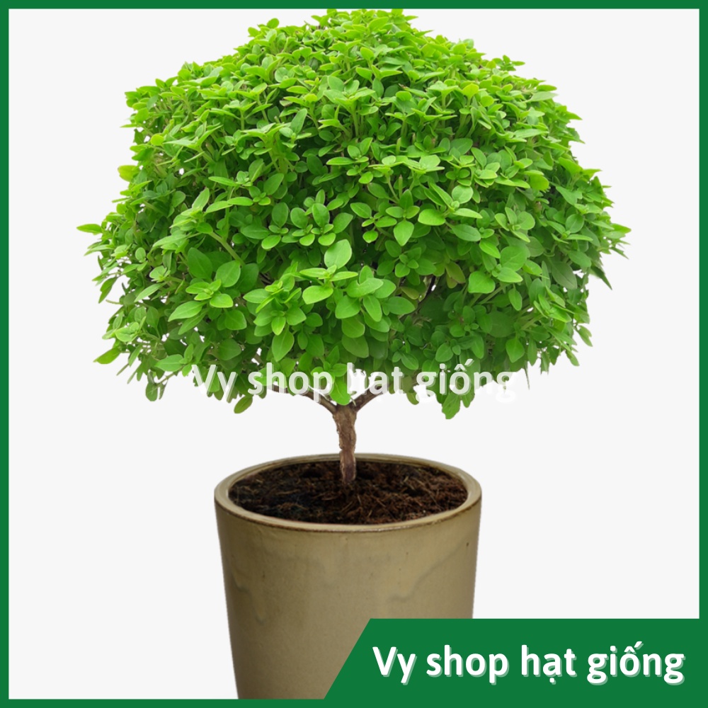 Hạt giống húng quế tây (tree basil) Thái Lan gói 30 hạt