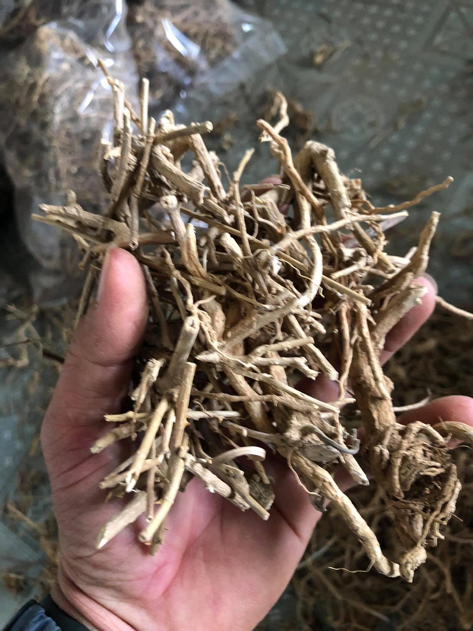 Rễ cà gai leo