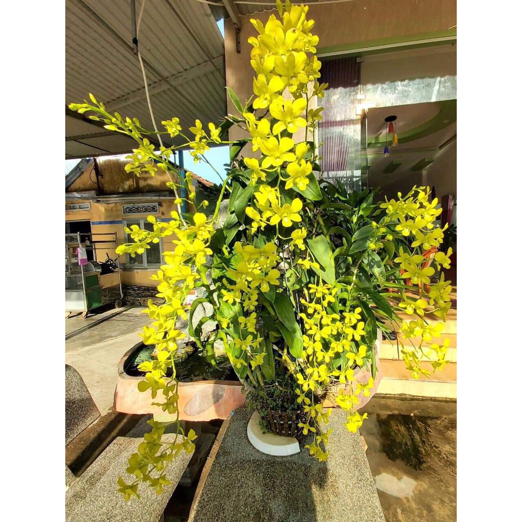 cây giống hoa lan dendro cao 10-20cm