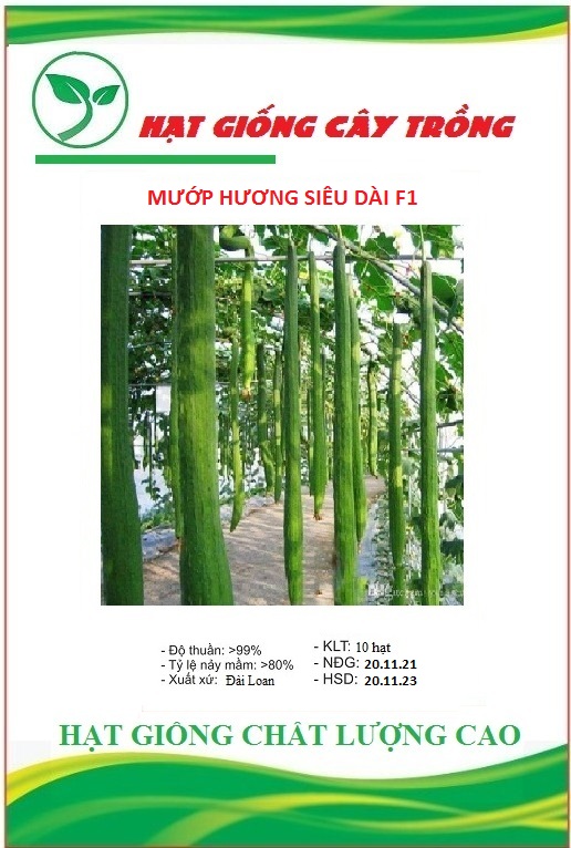 Hạt giống mướp hương siêu dài - Gói 10 hạt